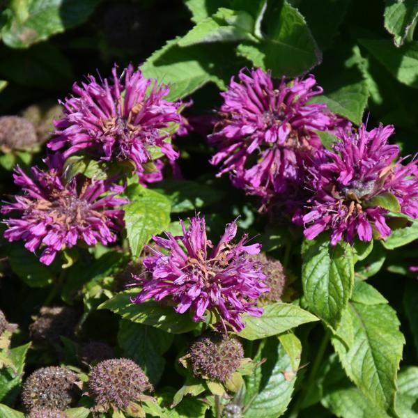 Monarda Pocahontas Purple Ros - 1c