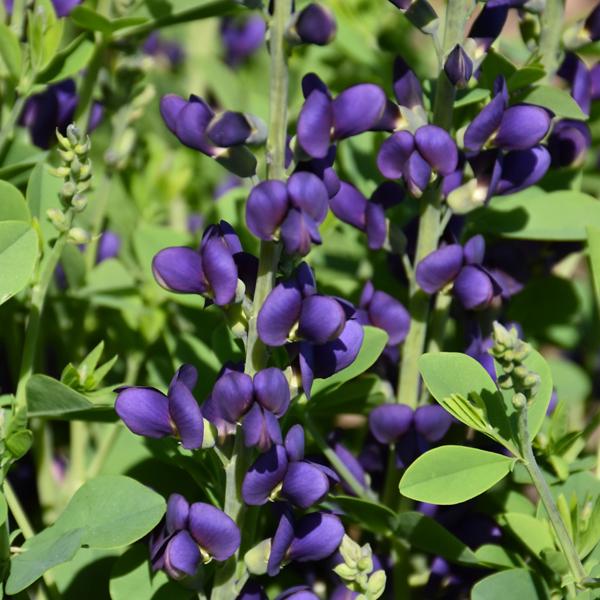 Baptisia Sparkling Sapph Proven Winners® - 1c