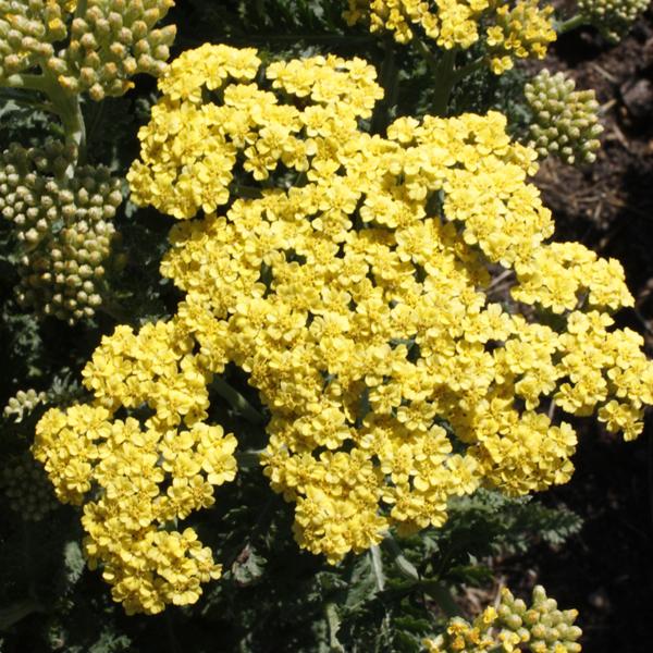 Achillea Firefly Sunshine Proven Winners® - 1c