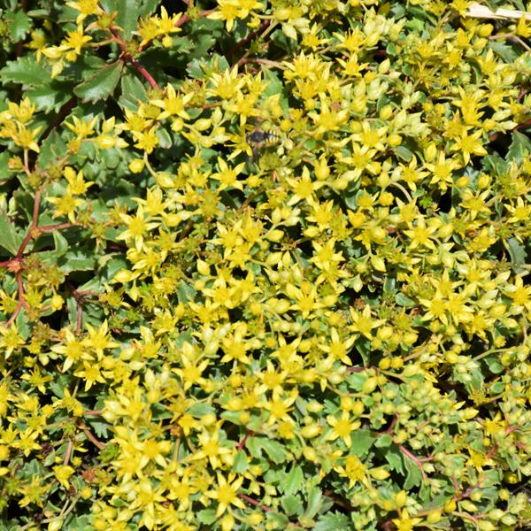 Sedum Yellow Brick Road Proven Winners® - 1c