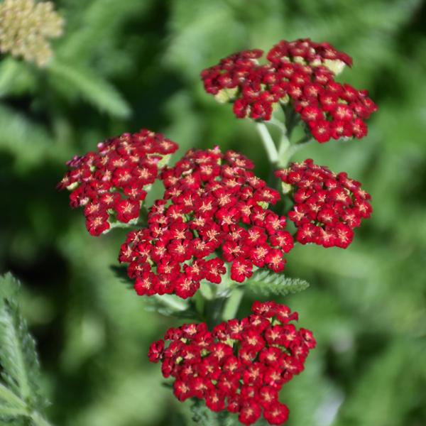 Achillea Sangria - 1c