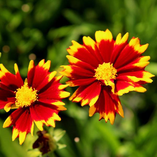 Coreopsis Uptick Red - 1c