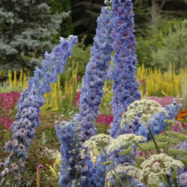 Delphinium Blue Lace - 1c