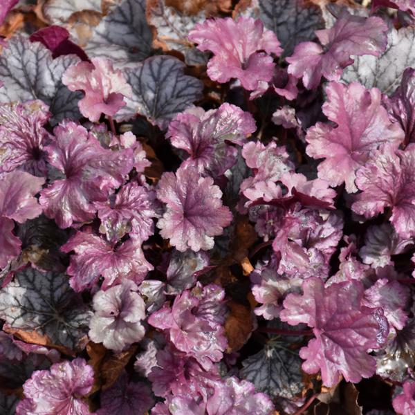 Heuchera Smoke Mirrors - 1c