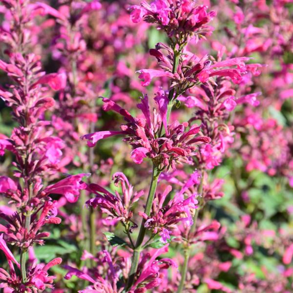 Agastache Morello - 1.5c