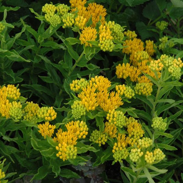 Asclepias Hello Yellow - 1.5c