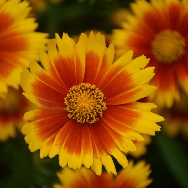 Coreopsis Uptick Gold Brz - 1.5c