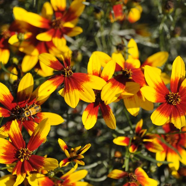 Coreopsis Uptick Yellow Red - 1.5c