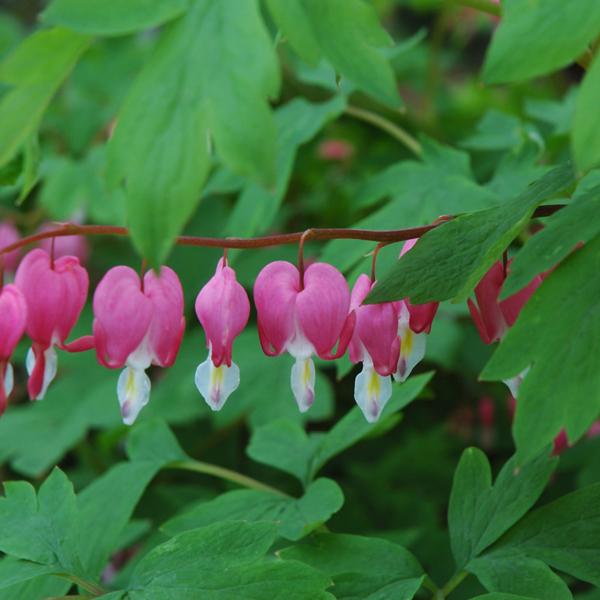 Dicentra Spectablilis - 2c