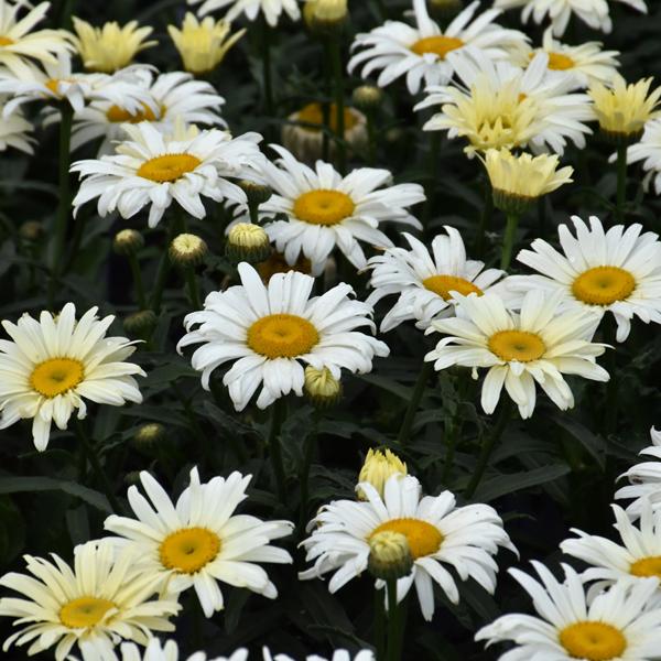 Leucanthemum Banan Cream Proven Winners® - 1.5c