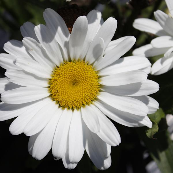 Leucanthemum Betsy - 1.5c