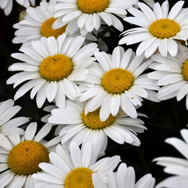 Leucanthemum Snowcap - 1.5c