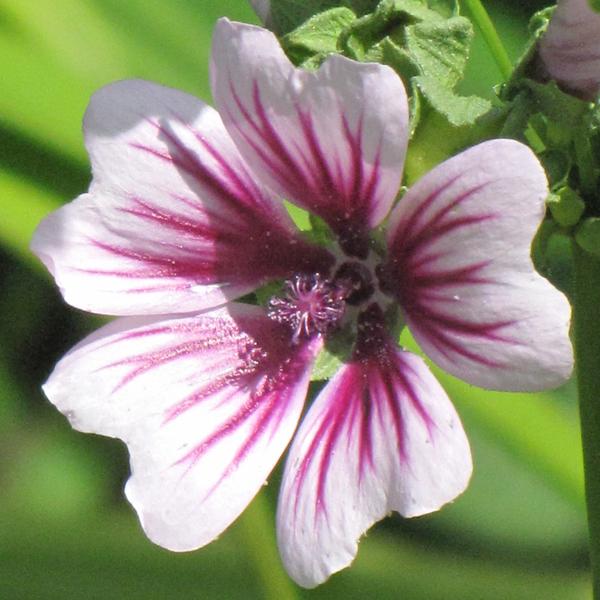 Malva Zebrina - 1.5c