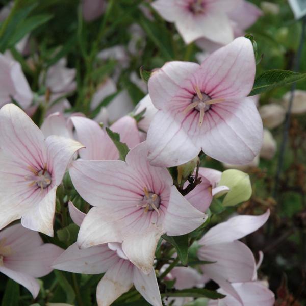 Platycodon Astra Pink - 1.5c