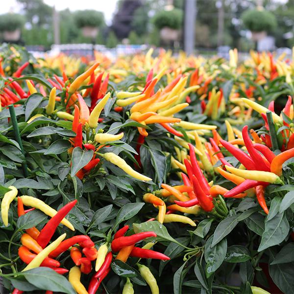 Ornamental Peppers Asst 4in