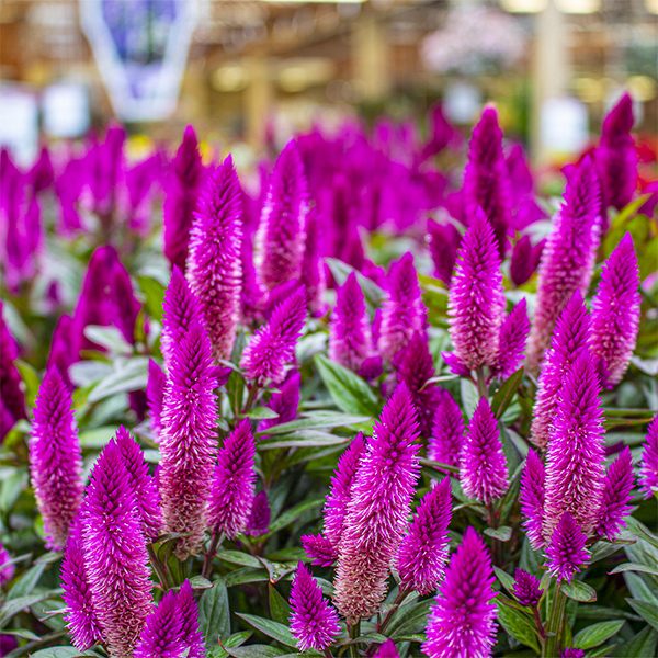 Large Pot Celosia - 6 in