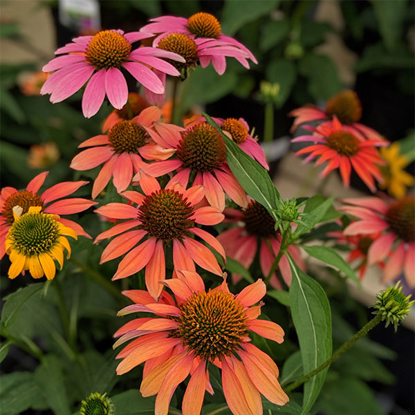 Echinacea Assorted Colors - 6 in