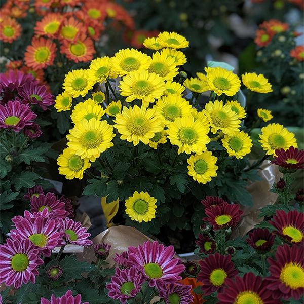 Florist Mums - 6 in