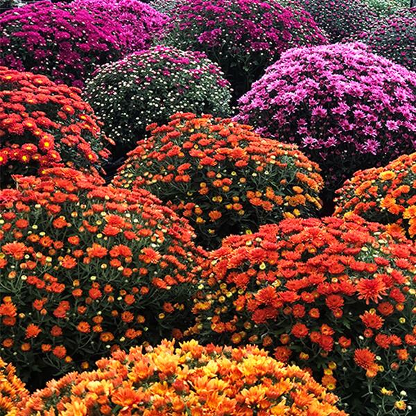 Fall Mum - 9 in