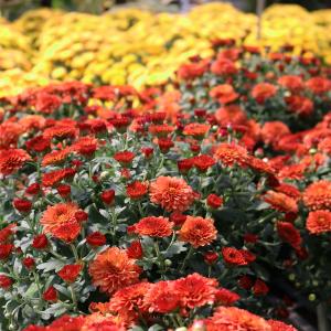 Fall Mum - 6 in