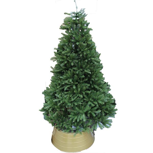 Danbury Fir - 7.5 ft
