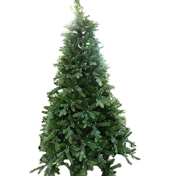 Northern Fir - 6.5 ft
