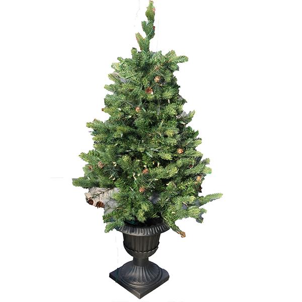 Potted Frasier Fir - 4 ft