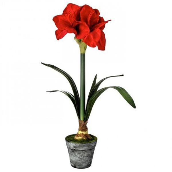 Potted Amaryllis Velvet - Red