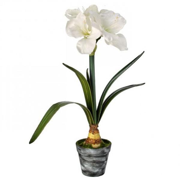 Potted Amaryllis Velvet - White