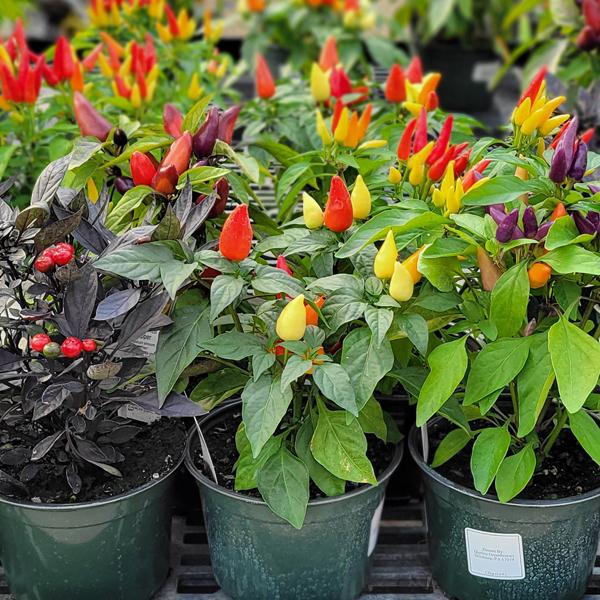 Ornamental Peppers - 6in