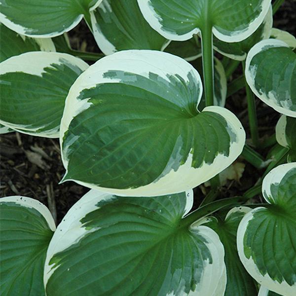 Hosta Minuteman - 1c