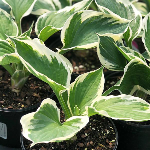 Hosta Patriot - 1c