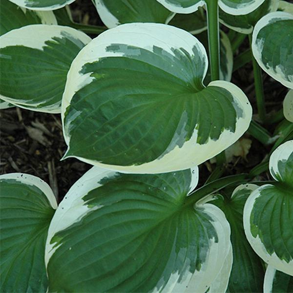 Hosta Minuteman - 1c