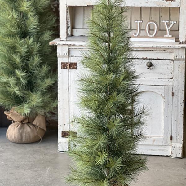 Long Needle Pine With Burlap Base - 4ft