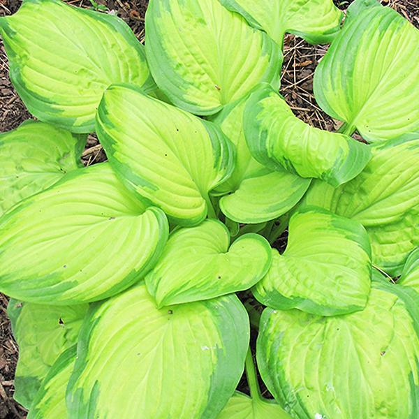 Hosta Stained Glass - 1c