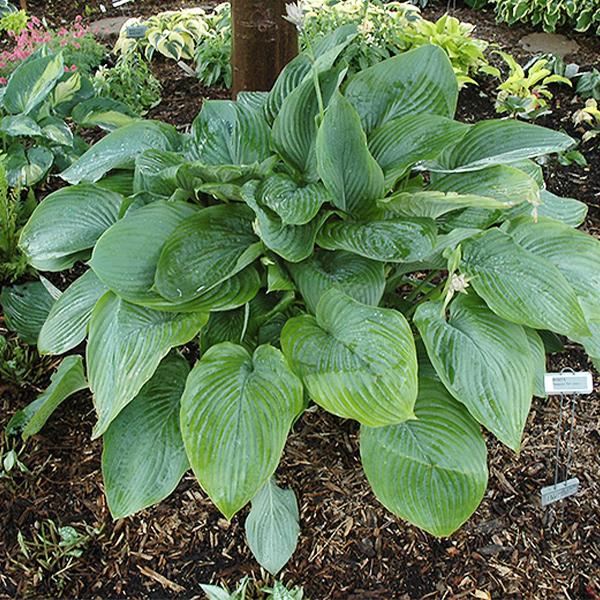 Hosta Empress Wu - 1c