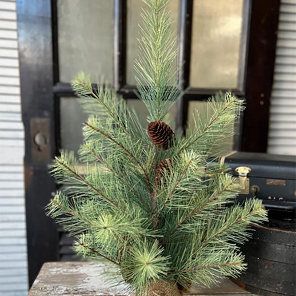 Black Hills Pine - 2ft