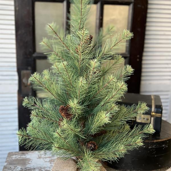 Black Hills Pine - 3ft