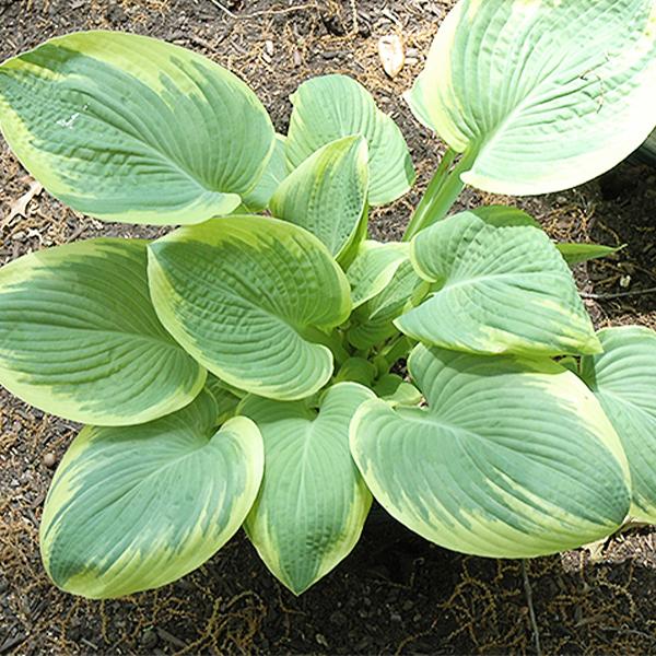 Hosta Robert Frost - 1c