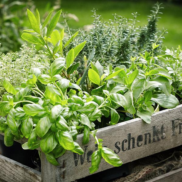  Herb Plants - 3.5 in