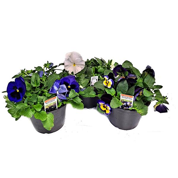 Colorful Pansies - 4in