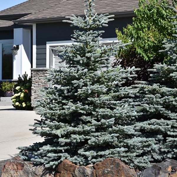 Spruce Colorado Blue - 10c 3/4'