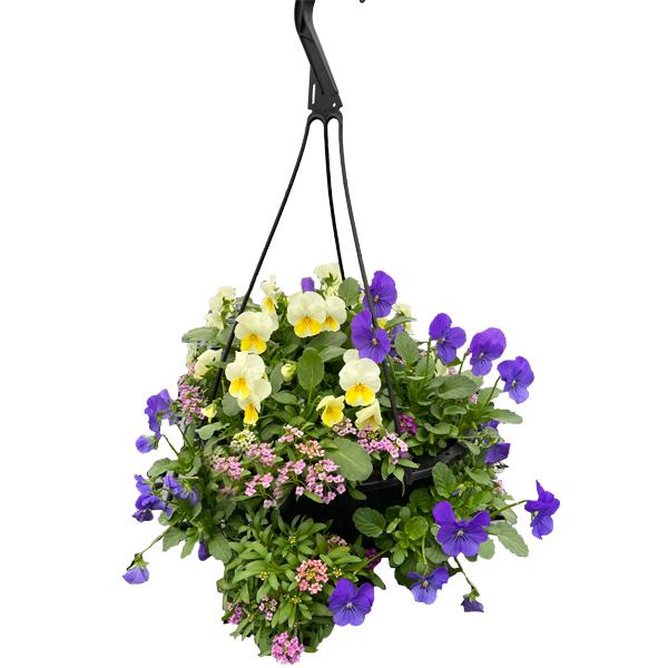  Colorful Pansy Beldon Hanging Basket - 8 in