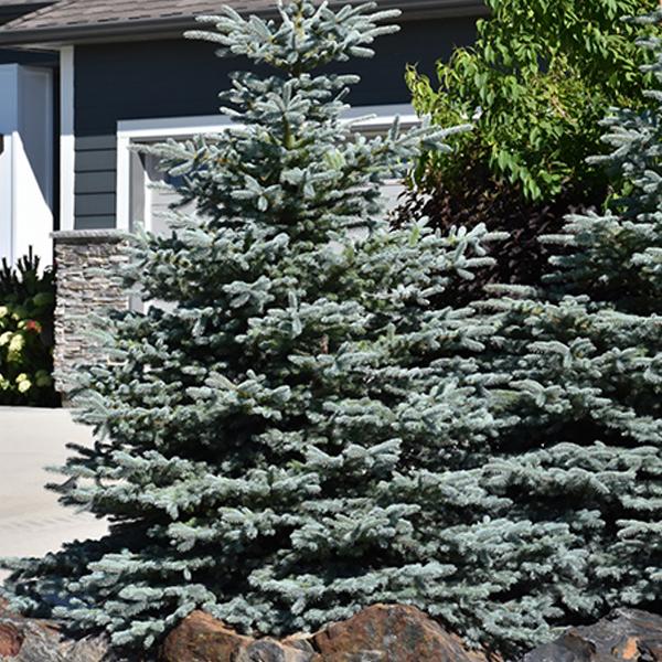 Spruce Colorado Blue - 3c 15/18"