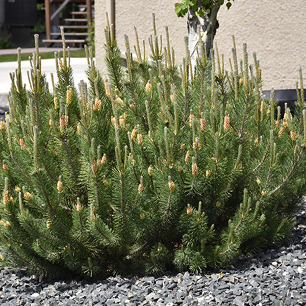 Spruce Dwarf Alberta - 2c