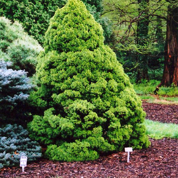 Spruce Dwarf Alberta - 3c 30"