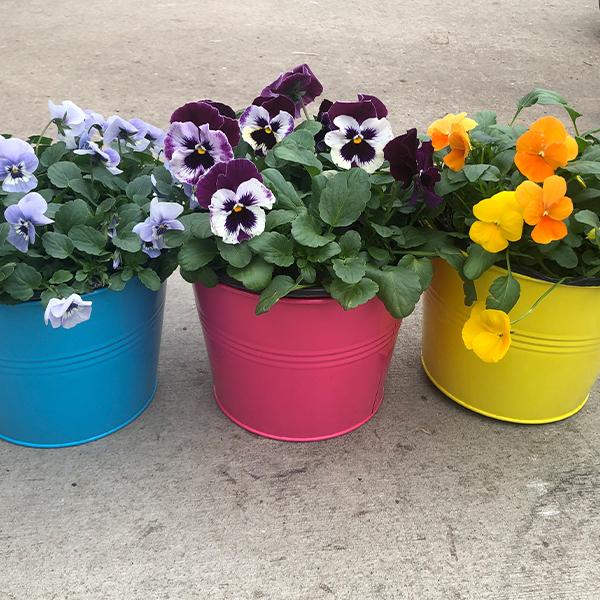 Colorful Pansy/Viola Tin - 8 in