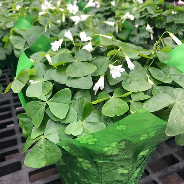 Oxalis Green - 4 in