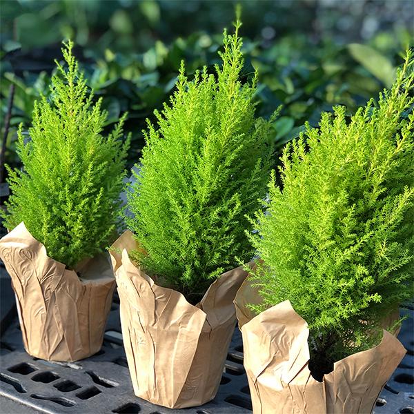 Goldcrest Lemon Cypress - 4.5in