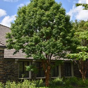 Maple Paperbark B&B 6/7'